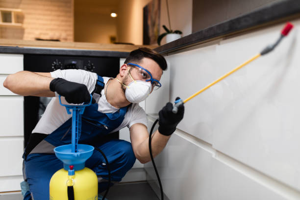 Wasp Removal Services in Berwyn, IL